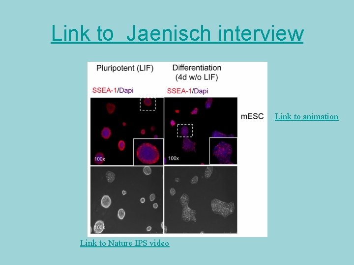 Link to Jaenisch interview Link to animation Link to Nature IPS video 