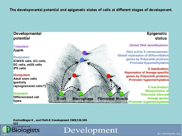 The developmental potential and epigenetic states of cells at different stages of development. Hochedlinger