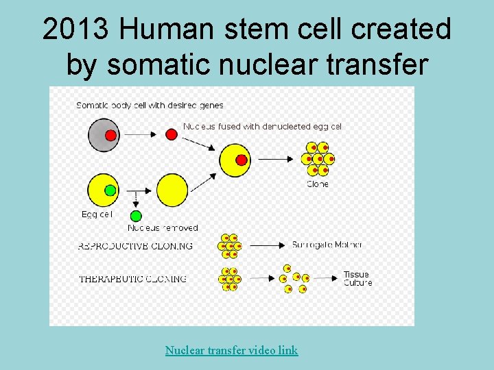 2013 Human stem cell created by somatic nuclear transfer Nuclear transfer video link 