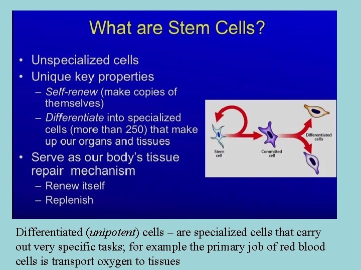 Differentiated (unipotent) cells – are specialized cells that carry out very specific tasks; for