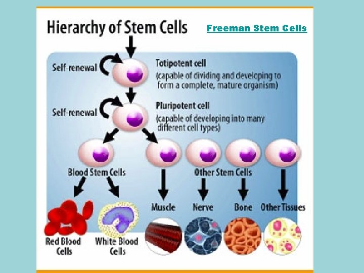 Freeman Stem Cells 