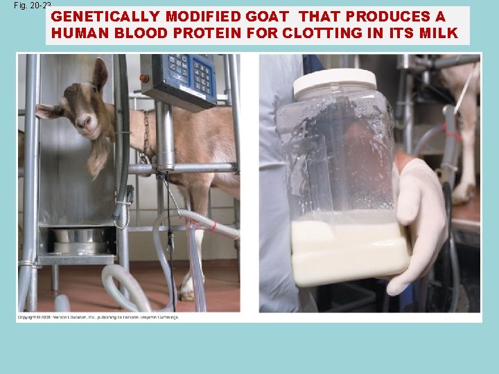 Fig. 20 -23 GENETICALLY MODIFIED GOAT THAT PRODUCES A HUMAN BLOOD PROTEIN FOR CLOTTING