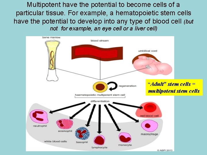 Multipotent have the potential to become cells of a particular tissue. For example, a