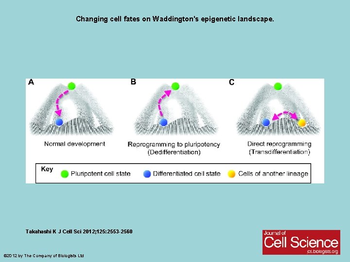 Changing cell fates on Waddington's epigenetic landscape. Takahashi K J Cell Sci 2012; 125: