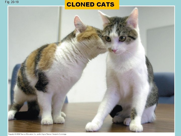 Fig. 20 -19 CLONED CATS 