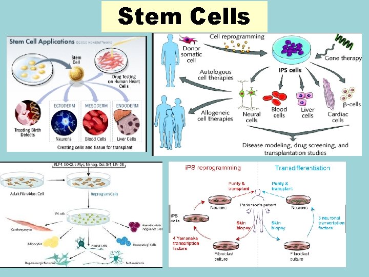 Stem Cells 