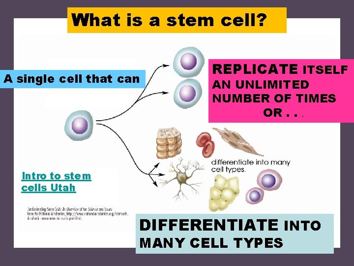 What is a stem cell? A single cell that can REPLICATE ITSELF AN UNLIMITED