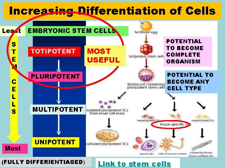 Increasing Differentiation of Cells Least S T E M C E L L S
