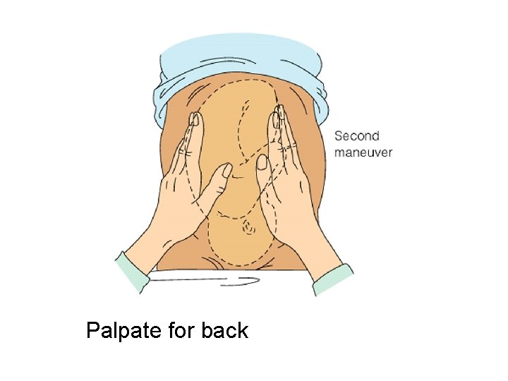 Palpate for back 