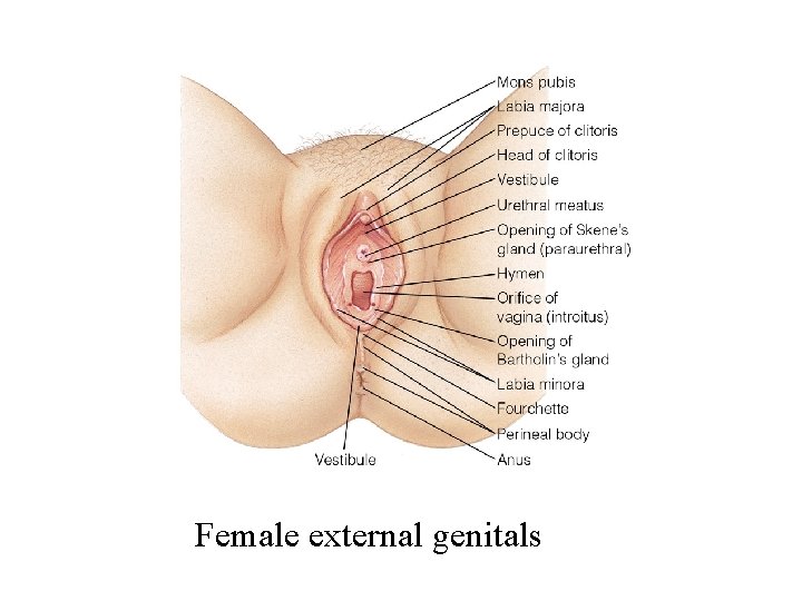 Female external genitals 