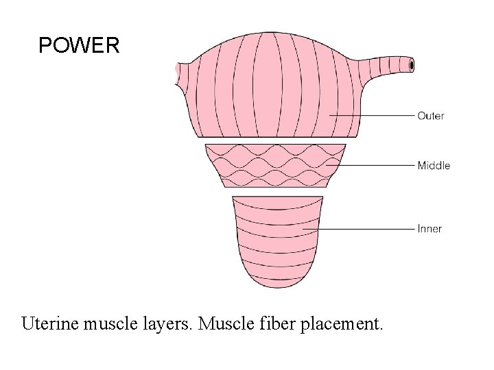 POWER Uterine muscle layers. Muscle fiber placement. 