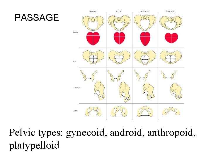 PASSAGE Pelvic types: gynecoid, android, anthropoid, platypelloid 