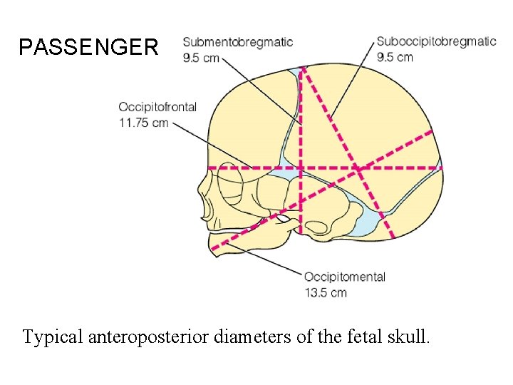 PASSENGER Typical anteroposterior diameters of the fetal skull. 