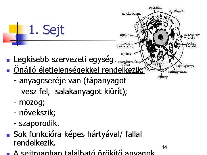 1. Sejt Legkisebb szervezeti egység. Önálló életjelenségekkel rendelkezik: - anyagcseréje van (tápanyagot vesz fel,