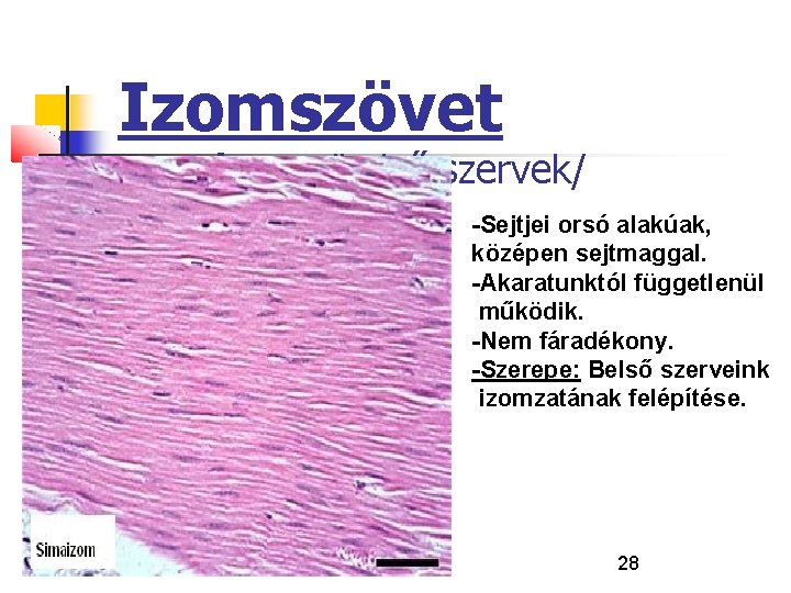 Izomszövet Simaizom /belső szervek/ -Sejtjei orsó alakúak, középen sejtmaggal. -Akaratunktól függetlenül működik. -Nem fáradékony.