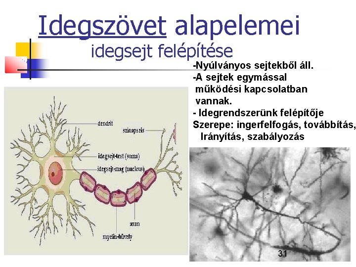 Idegszövet alapelemei idegsejt felépítése -Nyúlványos sejtekből áll. -A sejtek egymással működési kapcsolatban vannak. -