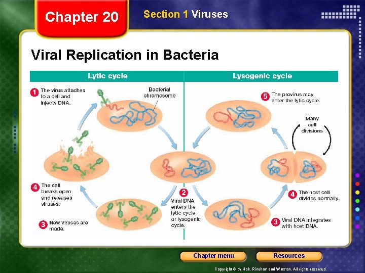 Chapter 20 Section 1 Viruses Viral Replication in Bacteria Chapter menu Resources Copyright ©