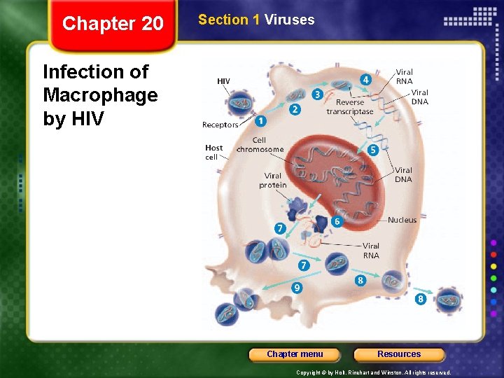 Chapter 20 Section 1 Viruses Infection of Macrophage by HIV Chapter menu Resources Copyright