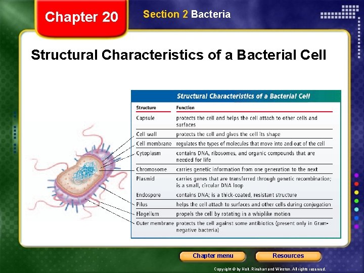 Chapter 20 Section 2 Bacteria Structural Characteristics of a Bacterial Cell Chapter menu Resources