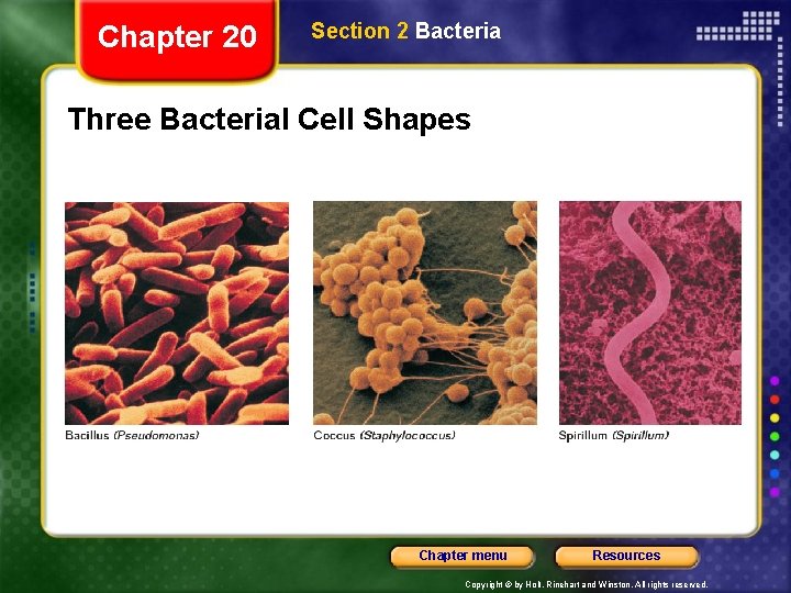 Chapter 20 Section 2 Bacteria Three Bacterial Cell Shapes Chapter menu Resources Copyright ©