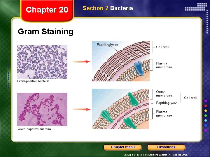 Chapter 20 Section 2 Bacteria Gram Staining Chapter menu Resources Copyright © by Holt,
