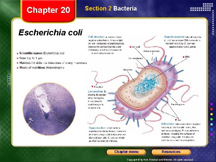 Chapter 20 Section 2 Bacteria Escherichia coli Chapter menu Resources Copyright © by Holt,