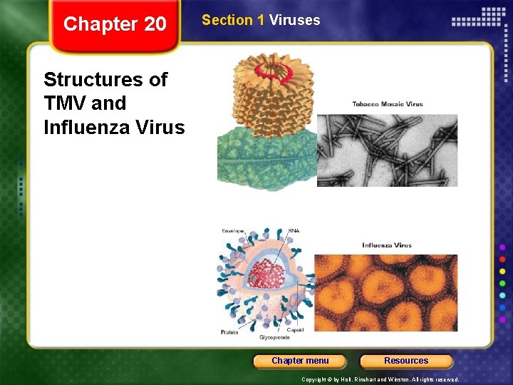 Chapter 20 Section 1 Viruses Structures of TMV and Influenza Virus Chapter menu Resources