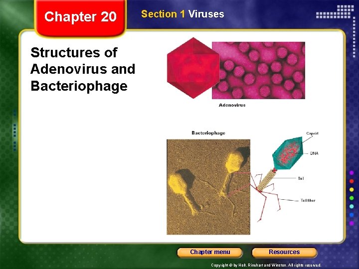 Chapter 20 Section 1 Viruses Structures of Adenovirus and Bacteriophage Chapter menu Resources Copyright