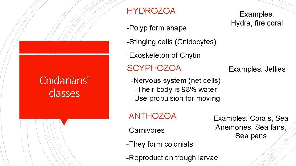 HYDROZOA Examples: Hydra, fire coral -Polyp form shape -Stinging cells (Cnidocytes) -Exoskeleton of Chytin