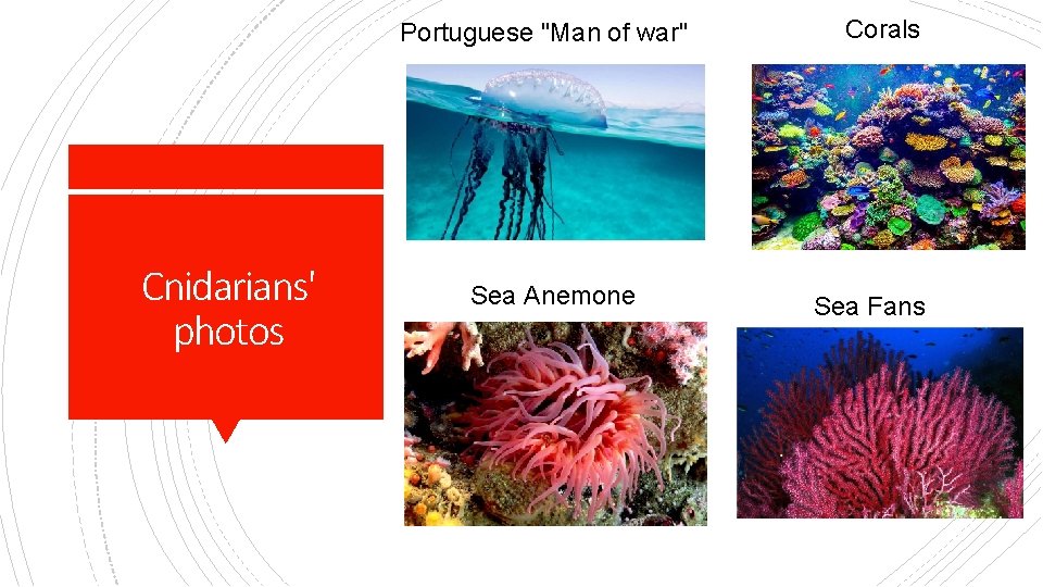Portuguese "Man of war" Cnidarians' photos Sea Anemone Corals Sea Fans 