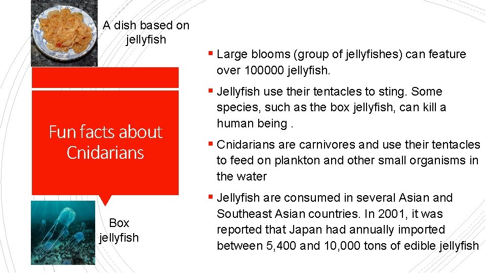 A dish based on jellyfish § Large blooms (group of jellyfishes) can feature over