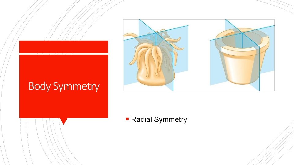 Body Symmetry § Radial Symmetry 