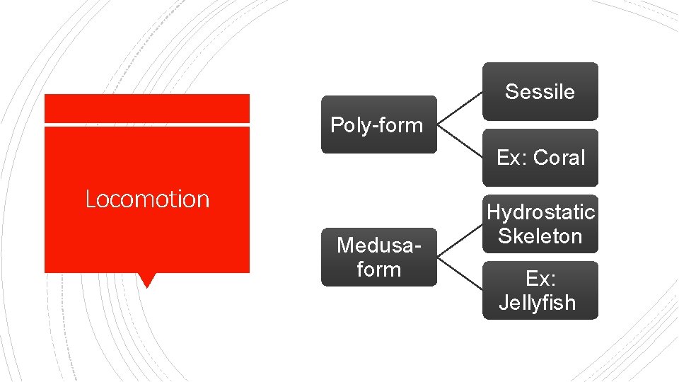 Sessile Poly-form Ex: Coral Locomotion Medusaform Hydrostatic Skeleton Ex: Jellyfish 