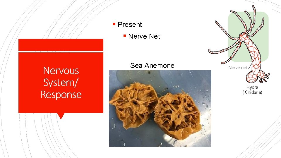 § Present § Nerve Net Nervous System/ Response Sea Anemone 