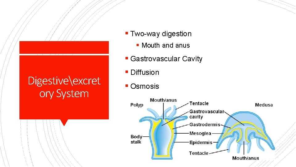 § Two-way digestion § Mouth and anus § Gastrovascular Cavity Digestiveexcret ory System §