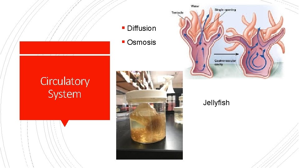 § Diffusion § Osmosis Circulatory System Jellyfish 