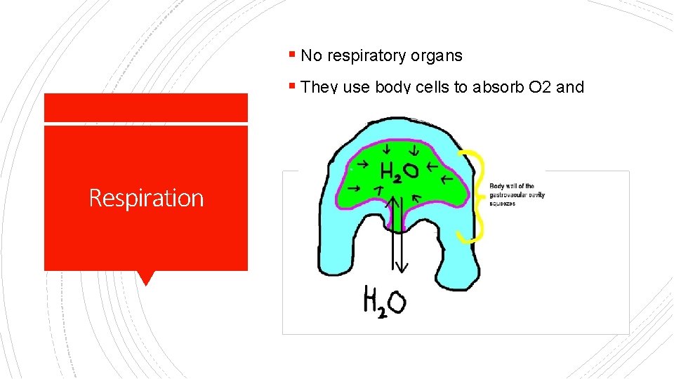 § No respiratory organs § They use body cells to absorb O 2 and