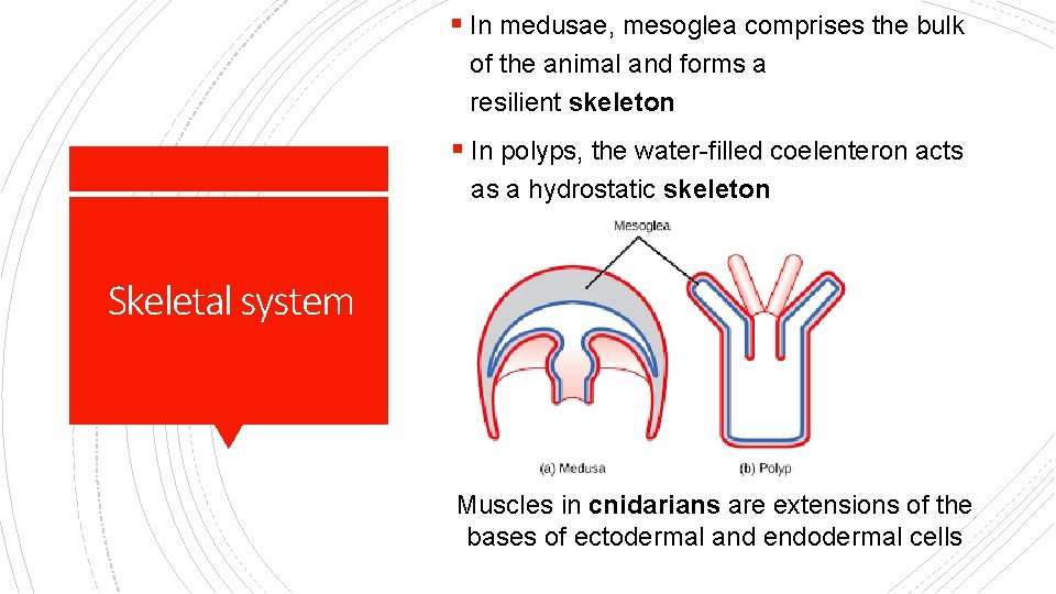 § In medusae, mesoglea comprises the bulk of the animal and forms a resilient