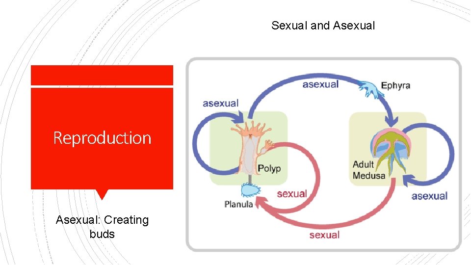 Sexual and Asexual Reproduction Asexual: Creating buds 