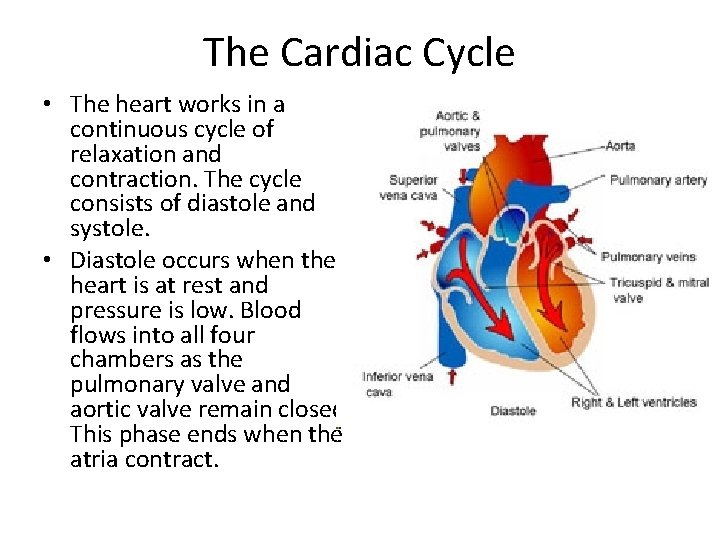The Cardiac Cycle • The heart works in a continuous cycle of relaxation and