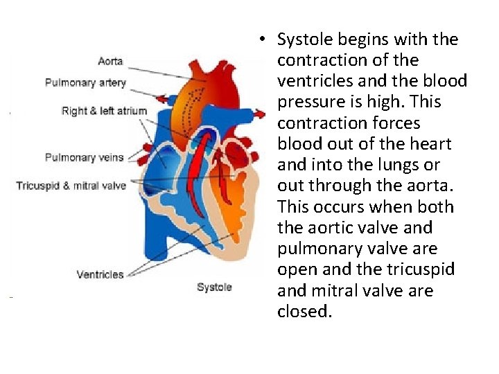  • Systole begins with the contraction of the ventricles and the blood pressure