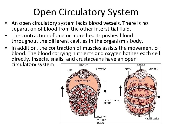 Open Circulatory System • An open circulatory system lacks blood vessels. There is no