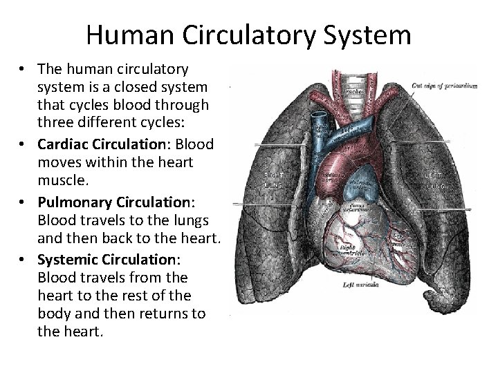 Human Circulatory System • The human circulatory system is a closed system that cycles
