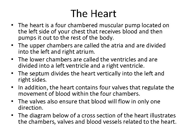 The Heart • The heart is a four chambered muscular pump located on the