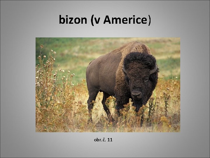 bizon (v Americe) obr. č. 11 
