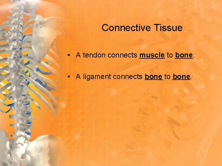 Connective Tissue • A tendon connects muscle to bone. • A ligament connects bone