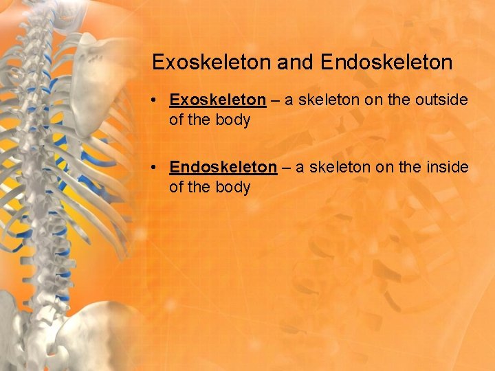 Exoskeleton and Endoskeleton • Exoskeleton – a skeleton on the outside of the body