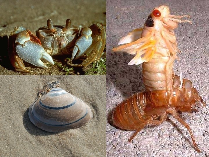 Muscles and Bones Exoskeleton and Endoskeleton Exoskeleton a