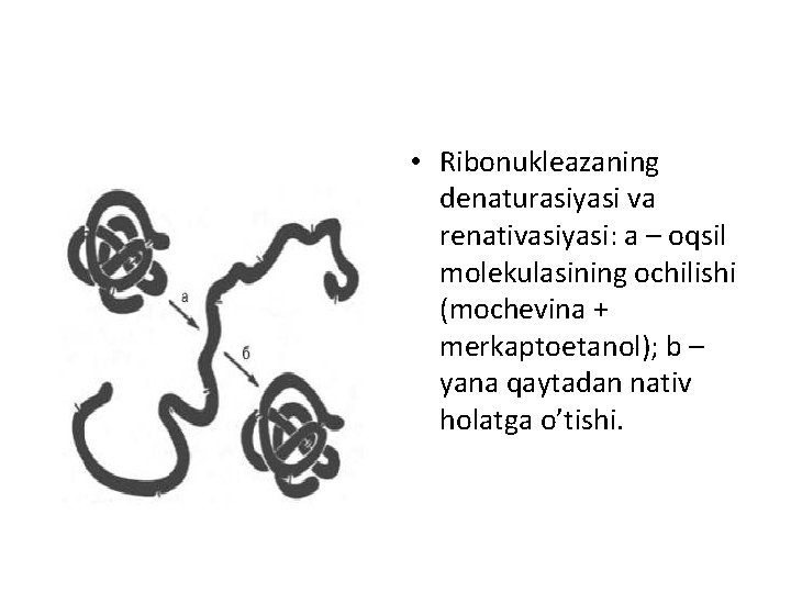  • Ribоnuklеаzаning dеnаturаsiyasi vа rеnаtivаsiyasi: а – оqsil mоlеkulаsining оchilishi (mоchеvinа + mеrkаptоetаnоl);