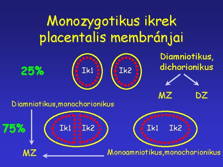 Monozygotikus ikrek placentalis membránjai 25% Ik 1 Ik 2 Diamniotikus, monochorionikus 75% MZ Ik